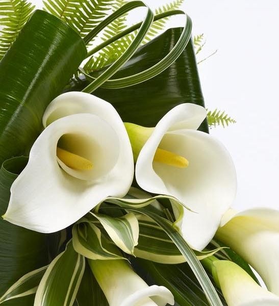 Calla Lily Sheaf white