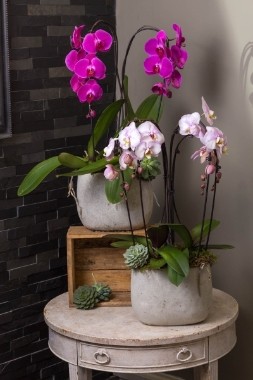 Phalaenopsis